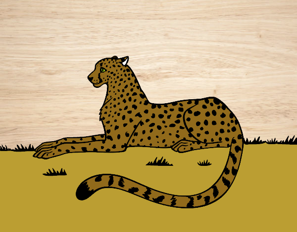 Coloring page Cheetah resting painted byjrmgirl