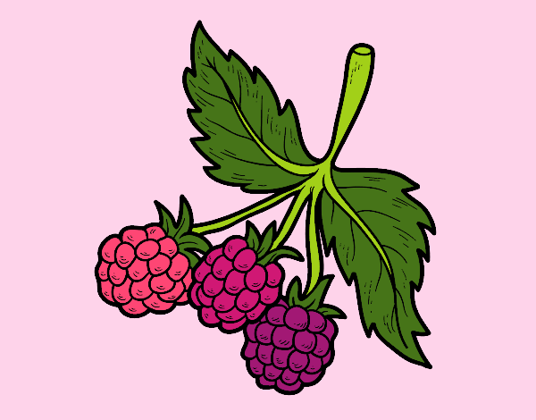 Coloring page Branch of raspberries painted byElsie-may 