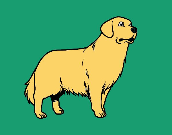 Coloring page Golden retriever dog painted bypinkrose