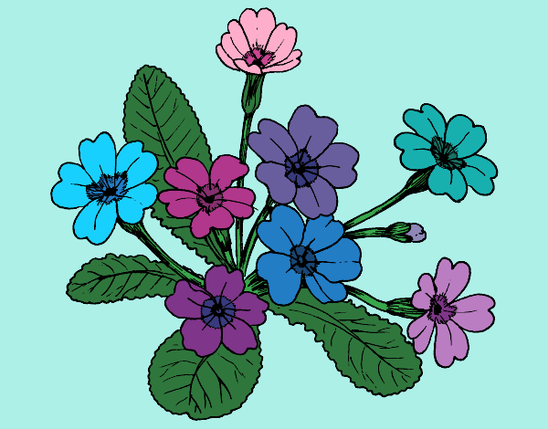 Coloring page Primula painted byMegg