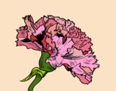 Coloring page Carnation flower painted byLoLamb