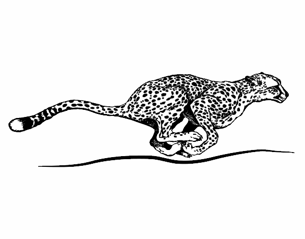 Sassy - Cheetah running