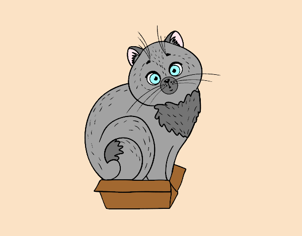Coloring page Kitten in a box painted byAnia