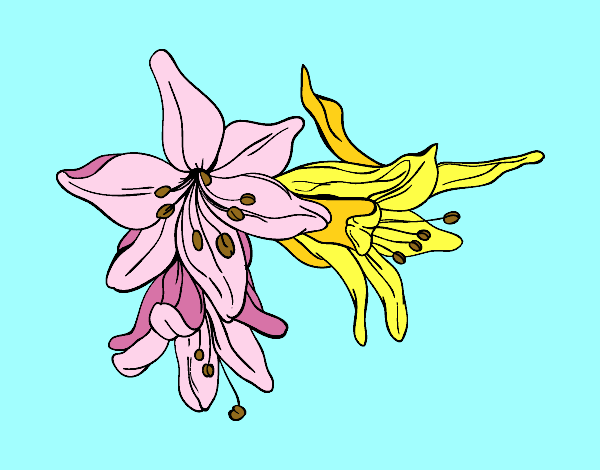Lilium flowers