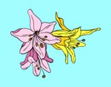 Coloring page Lilium flowers painted byTiago