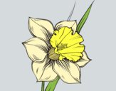 Coloring page Narcissus flower painted byLoLamb