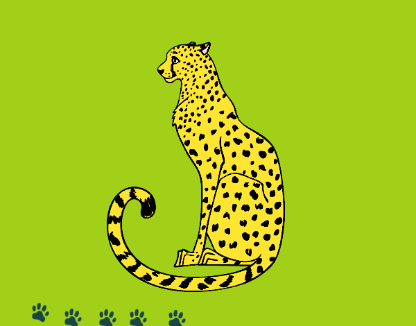 Seated Cheetah