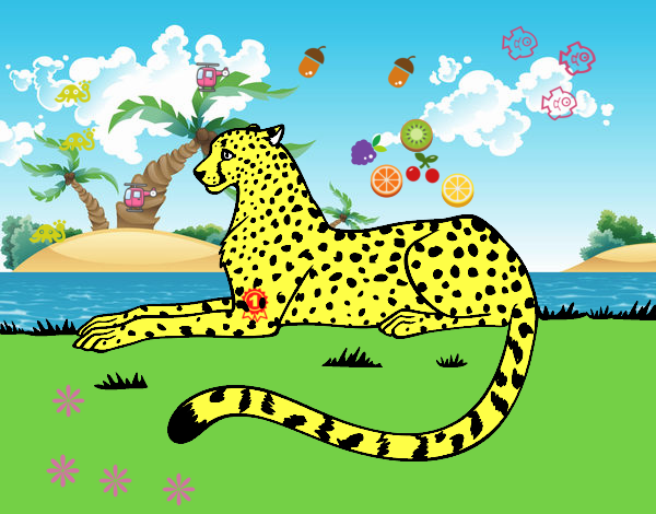 Cheetah resting