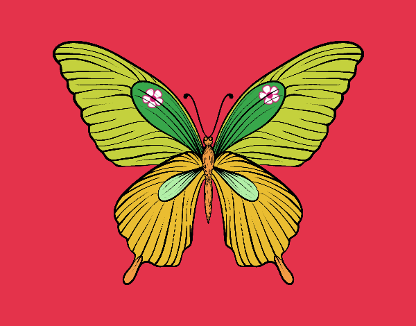 Coloring page Tropical butterfly painted bypilgrimzky