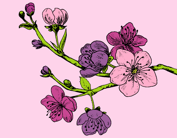Coloring page Cherry-tree branch painted byAnia