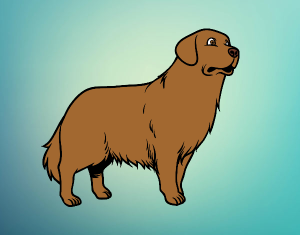 Coloring page Golden retriever dog painted byAnia