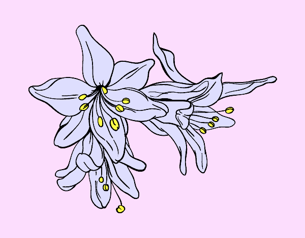 Coloring page Lilium flowers painted byAnia