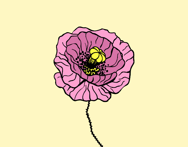 Coloring page Poppy flower painted byAnia