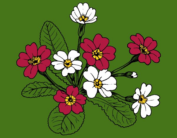 Coloring page Primula painted byCherokeeGl