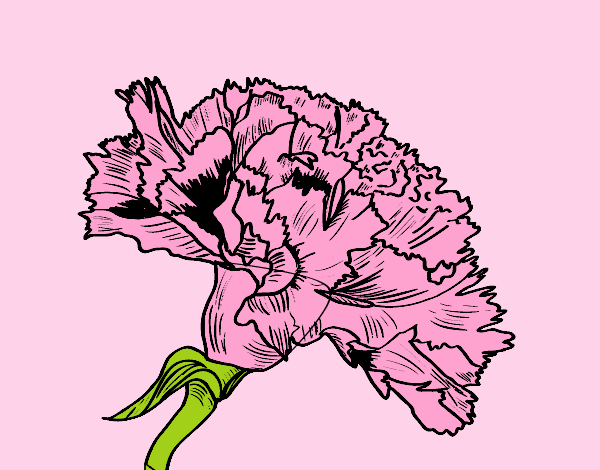Coloring page Carnation flower painted byAnia