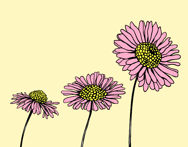 Coloring page Chamomile flower painted byAnia