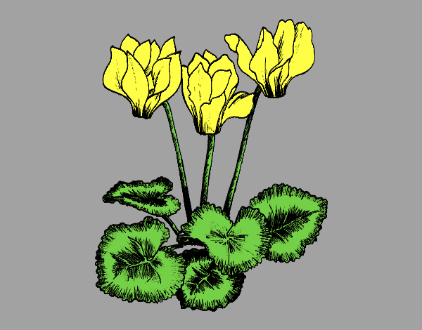 Coloring page Cyclamen painted byAnia