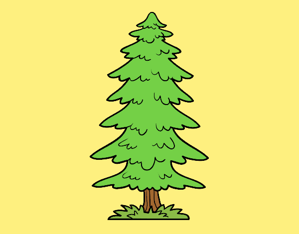 Coloring page Great fir tree painted byAnia