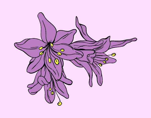 Coloring page Lilium flowers painted byAnia