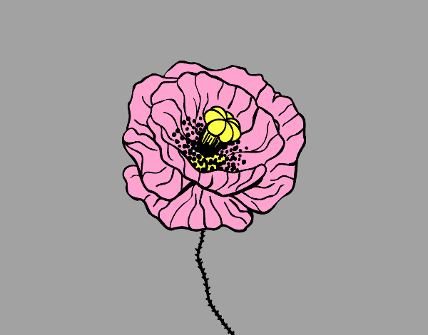 Poppy flower