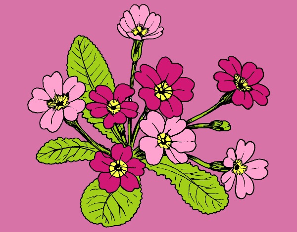 Coloring page Primula painted byAnia