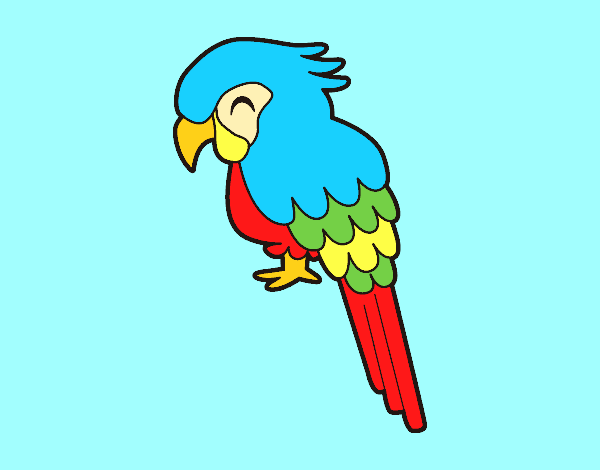 Coloring page Macaw painted byAnia