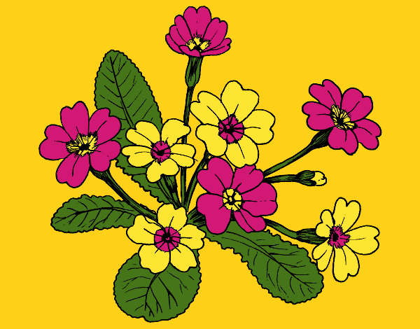 Coloring page Primula painted byCherokeeGl