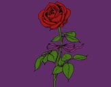 Coloring page A rose painted byCarapherne