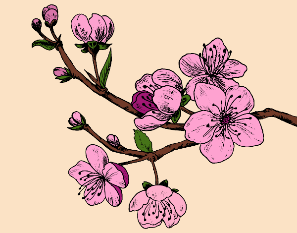 Coloring page Cherry-tree branch painted byKhaos