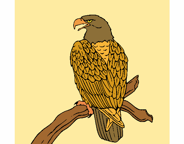 Eagle on branch