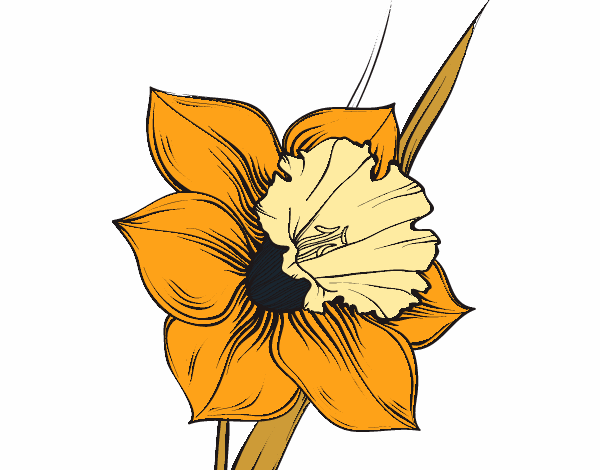 Coloring page Narcissus flower painted byKhaos
