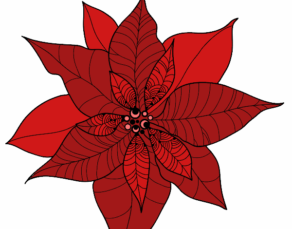 Coloring page Poinsettia flower painted byKhaos