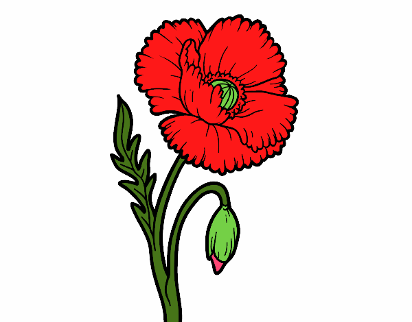 Coloring page Wild Poppy painted byKhaos