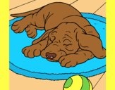 Coloring page Sleeping dog painted byAnia