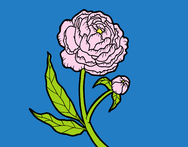 Coloring page Peony painted byNnena