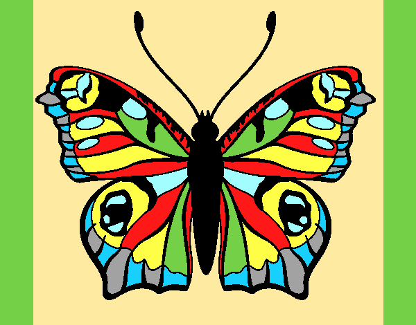 Butterfly 20