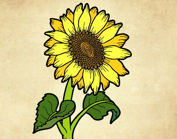 Coloring page A sunflower painted bySearlait