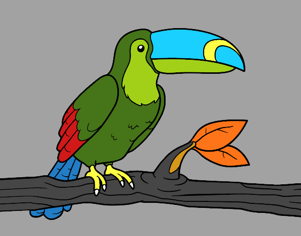 A toucan