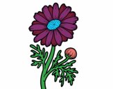 Coloring page Wild daisy painted byLyndsey