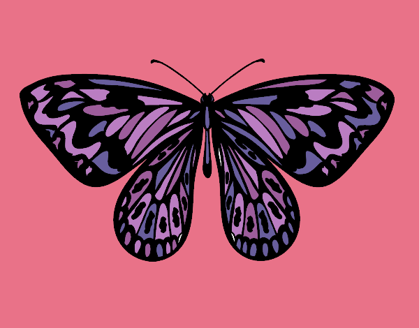 Alexandra butterfly