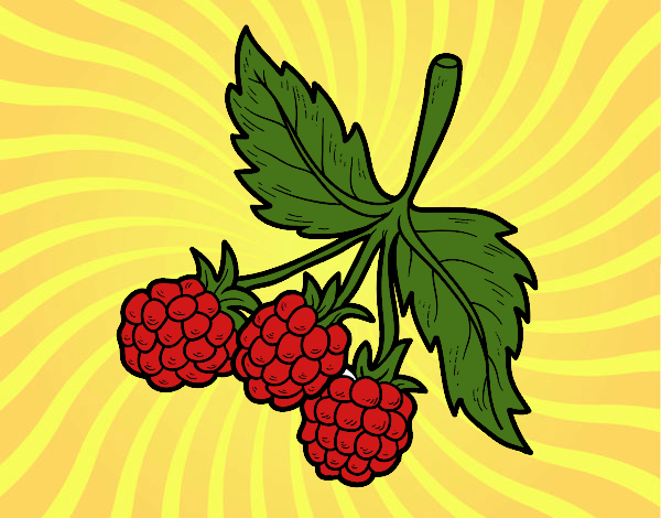 Coloring page Branch of raspberries painted bysamg