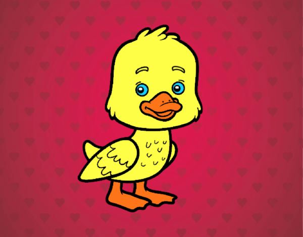 A duckling