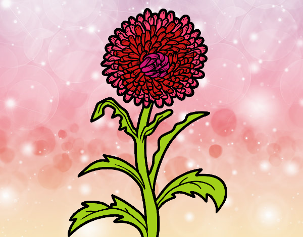 Coloring page Aster painted byalexadra
