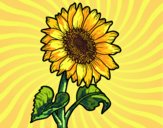 Coloring page A sunflower painted byFranka
