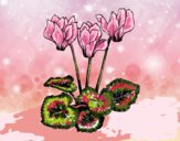 Coloring page Cyclamen painted byFranka
