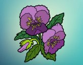 Coloring page Heartsease flowers painted byFranka