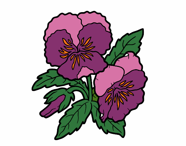 Coloring page Heartsease flowers painted byKhaos006