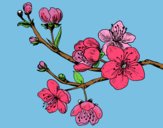 Coloring page Cherry-tree branch painted bymmjbp