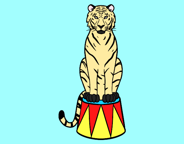 Tiger of circus