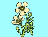 Coloring page Meadow buttercup flower painted byAnia